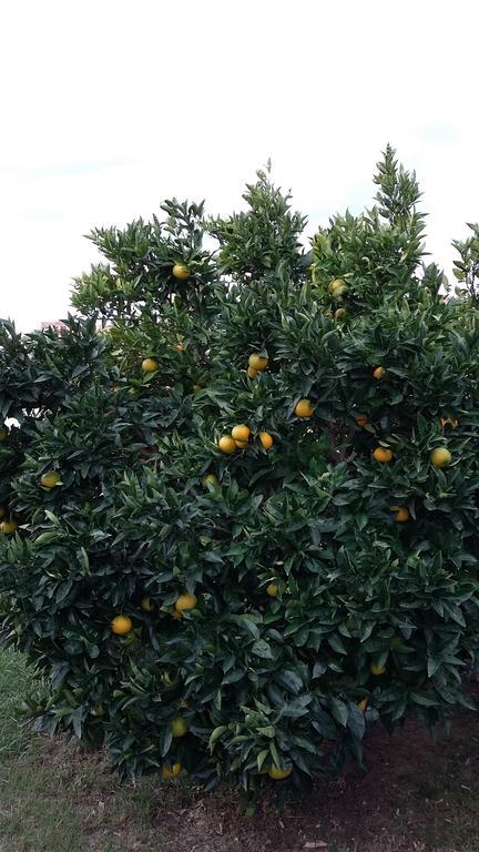 Apartment Orange Tree Portorož Dış mekan fotoğraf